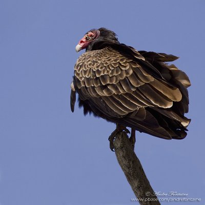  urubu  tte rouge IMG_6281-800.jpg