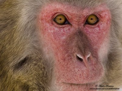 macaque japonais IMG_5457-800.jpg