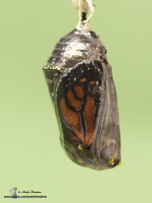 chrysalide du monarque  IMG_8850-800.jpg