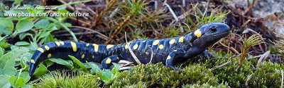 salamandre a point jaune  IMG_4773-800.jpg