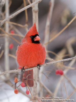 cardinal rouge  IMG_7807-800.jpg