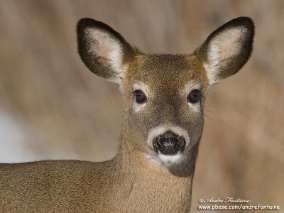 cerf de virginie IMG_6262-800.jpg