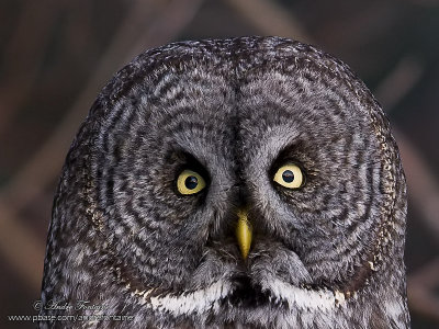 rapaces