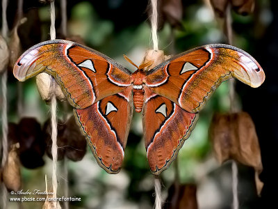 papillon cobra IMG_9576-800.jpg