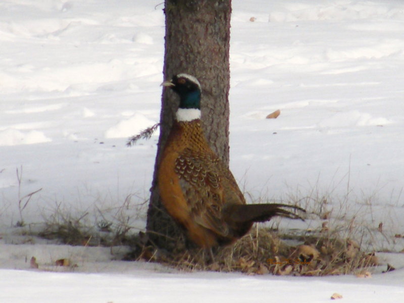 Hiding behind a tree
