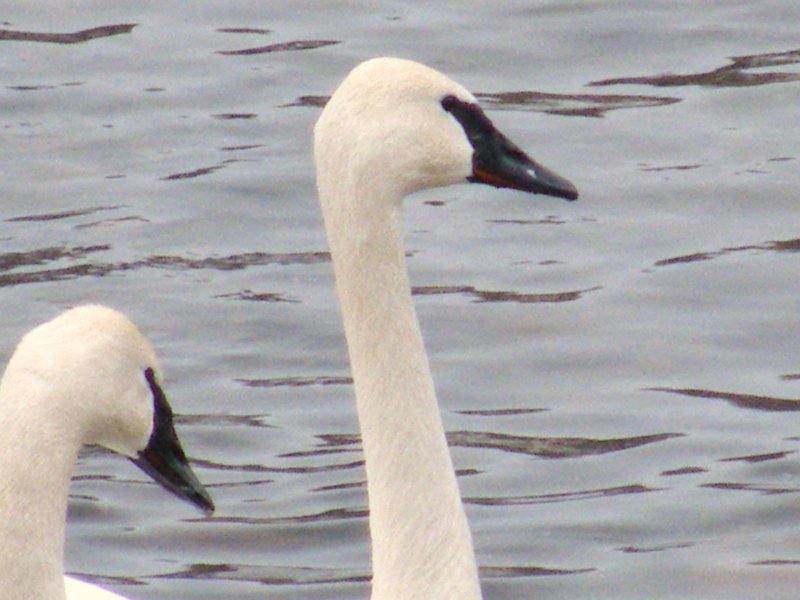 2009_0118winter0025.JPG