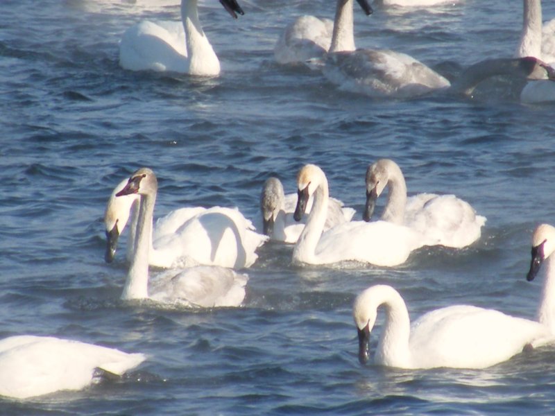2009_0125winter0172.JPG