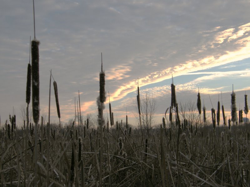 Winter Cattails