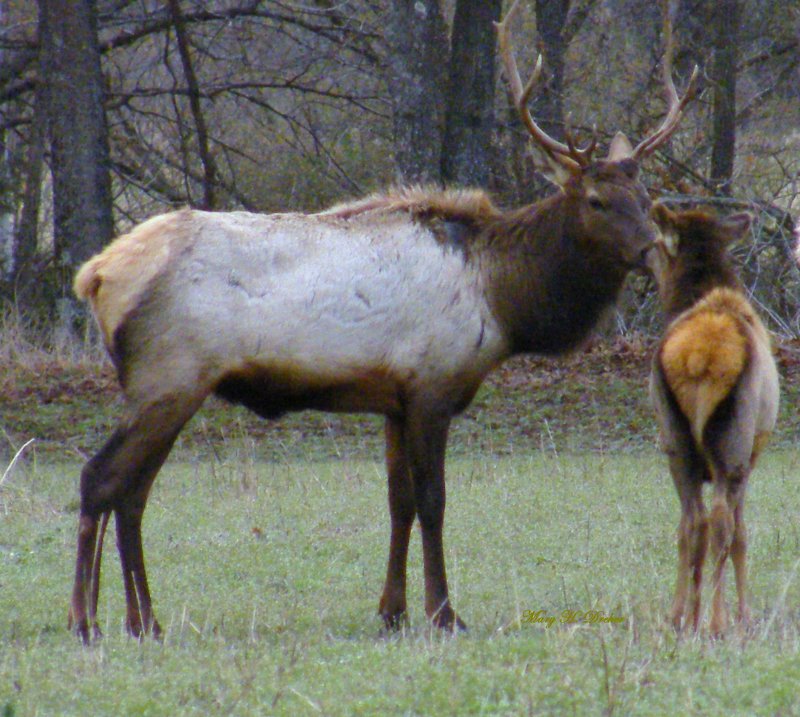 Bull elk checking out calf