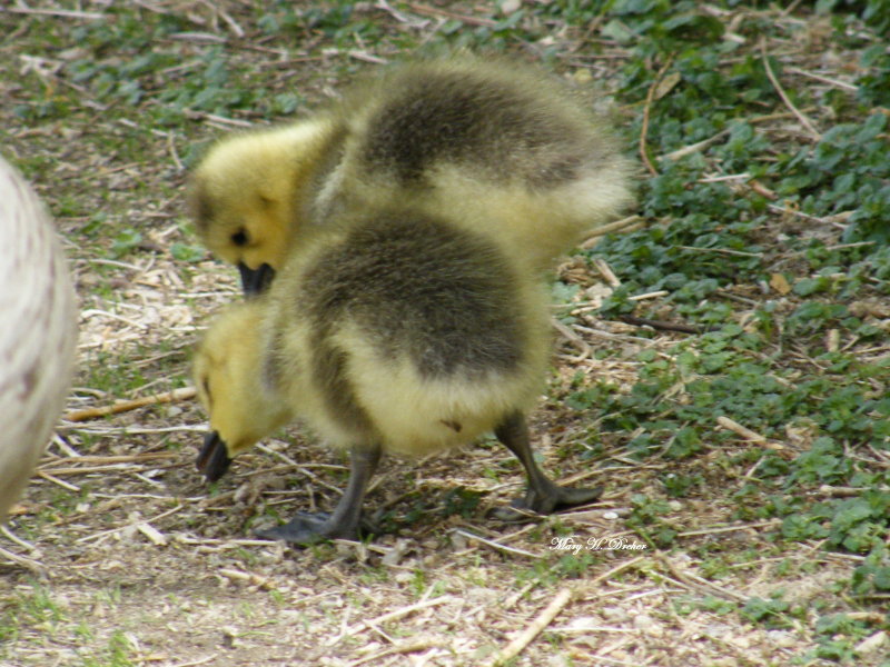 Newborn baby geese
