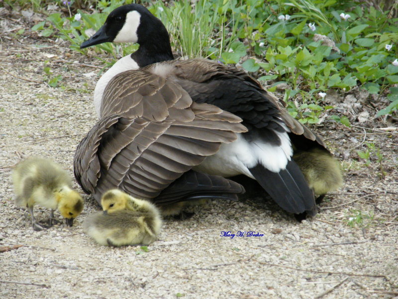Mother Goose with babies under her wings