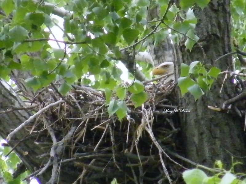 Eagle on nest, Black Dog Rd