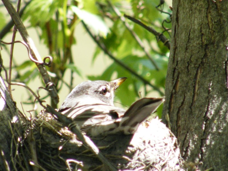 On the nest