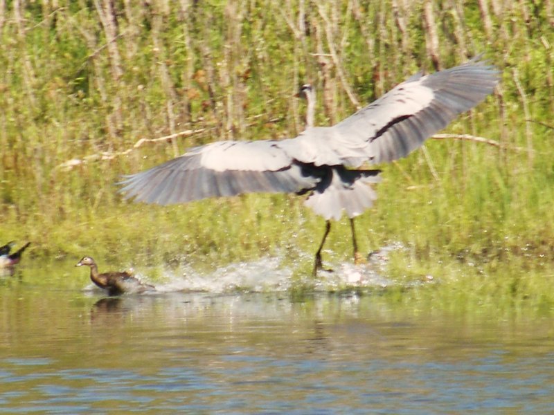 Blue Heron Landing