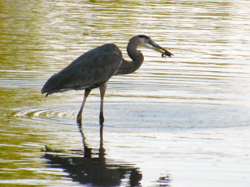 Blue Heron Fishing