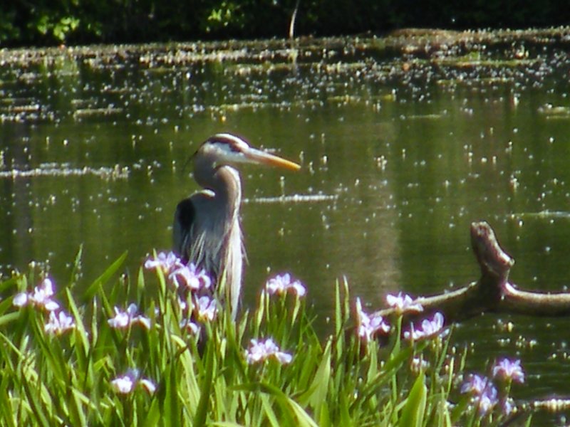 Heron among the flowers