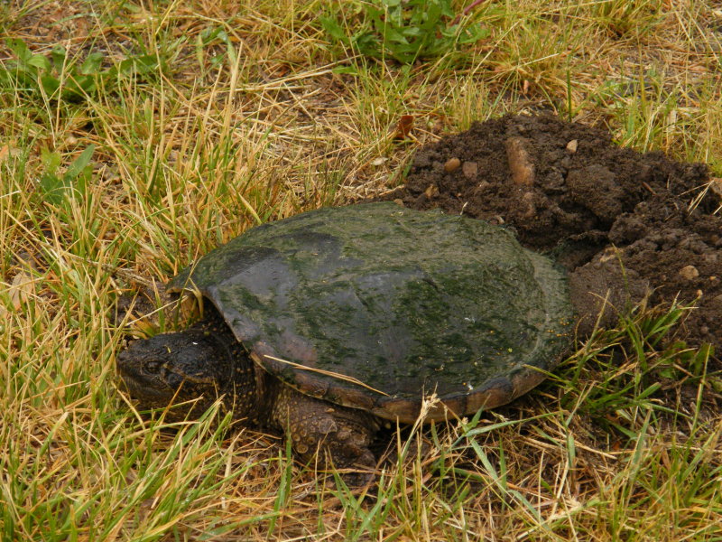 Turtle digging nest