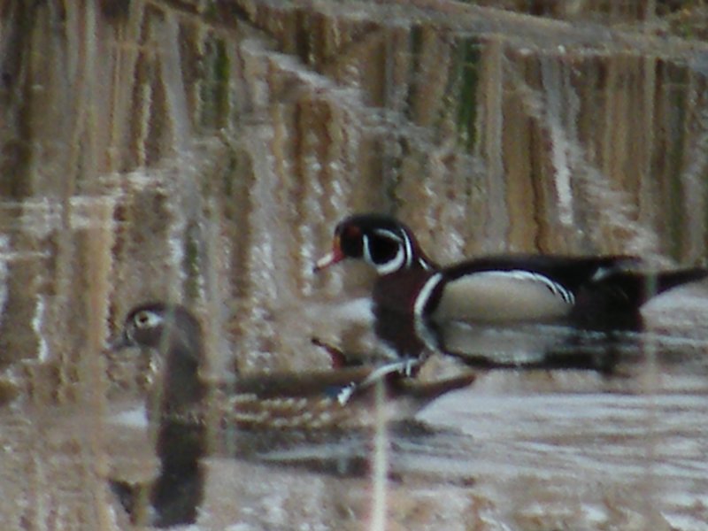 Pair of Wood Ducks