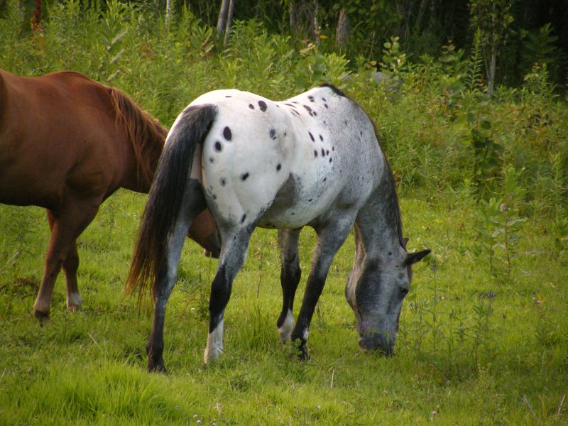 A chestnut and appaloosa