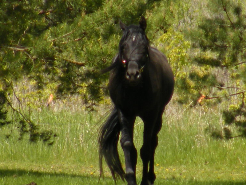 Black running through sprinkler