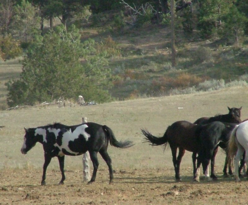 Wild horses