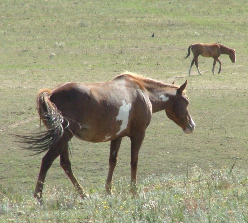 Brown paint mare