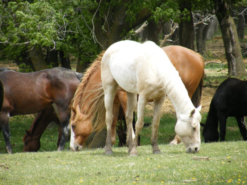 Quietly grazing