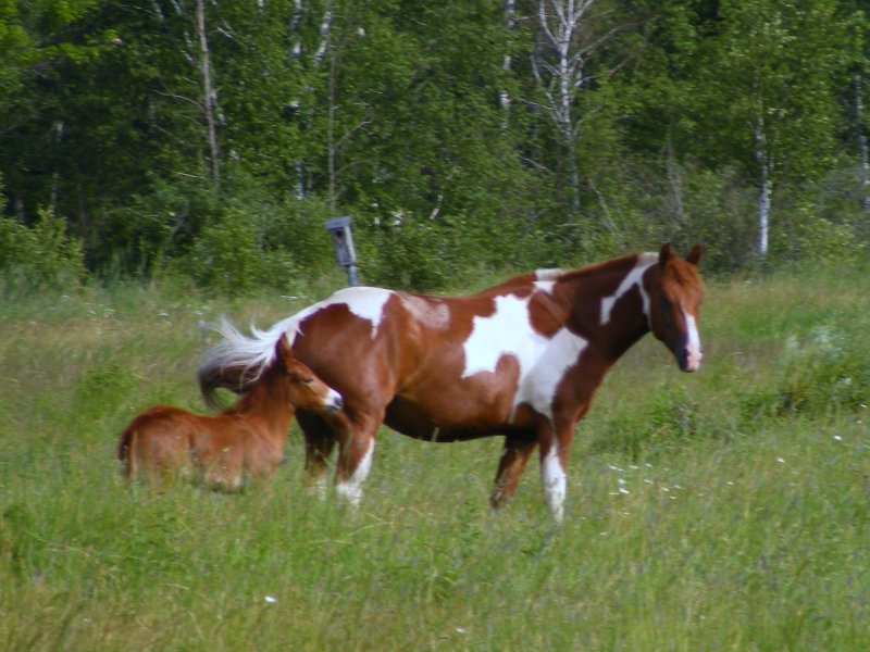 Mare and foal