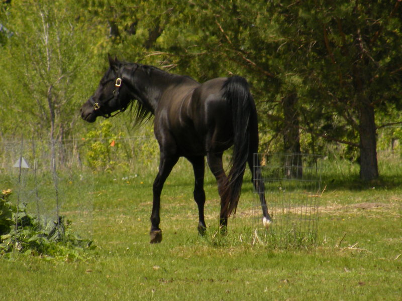 Black cooling off