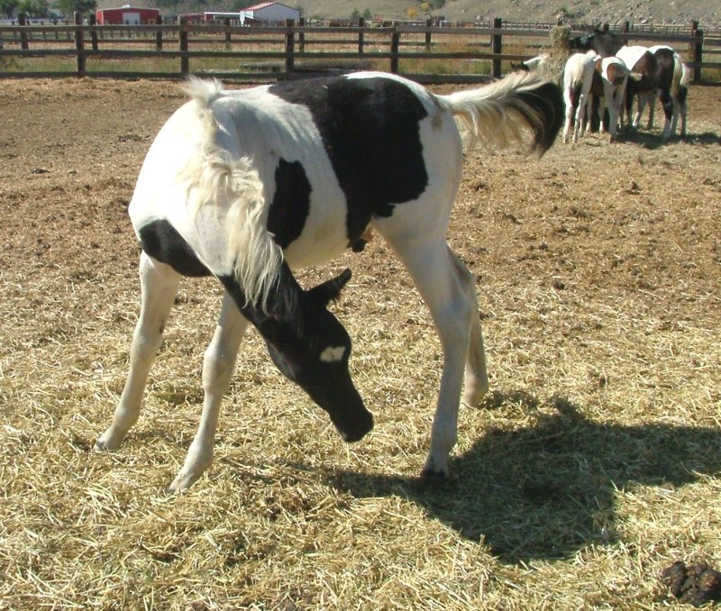 Spotted foal