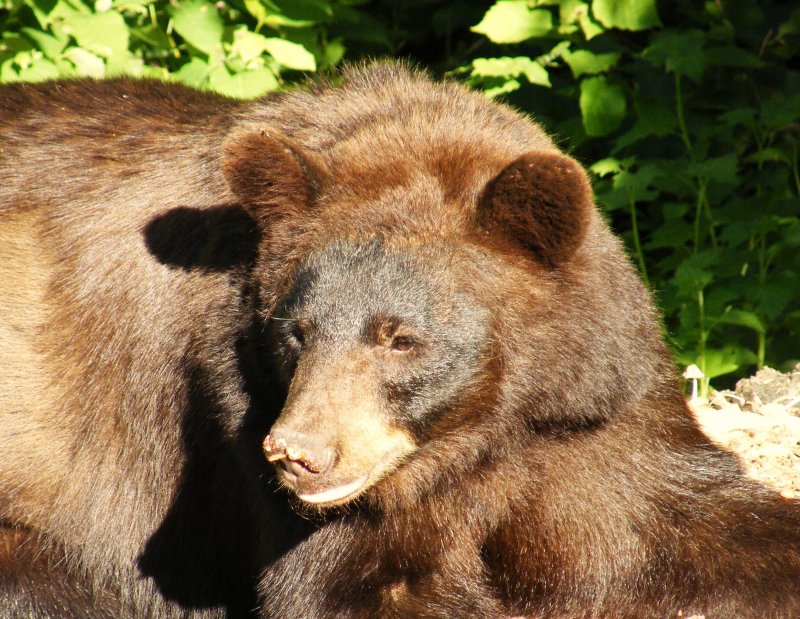 Cinnamon Bear