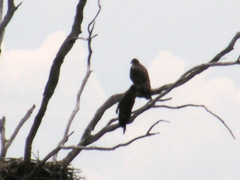 Two young eagles