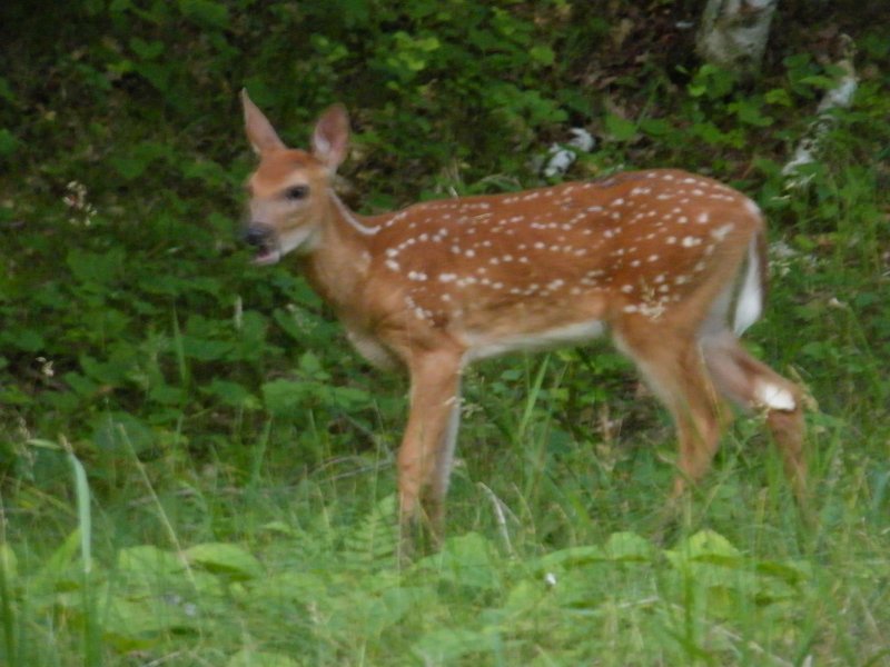 Bridget's fawn