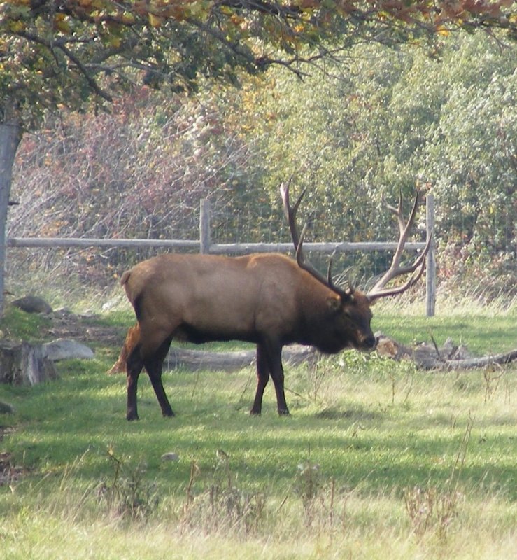 Minnesota Bull Elk.