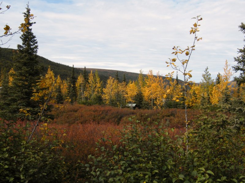 Denali ranger cabin. Used during their winter patrols by dog sled