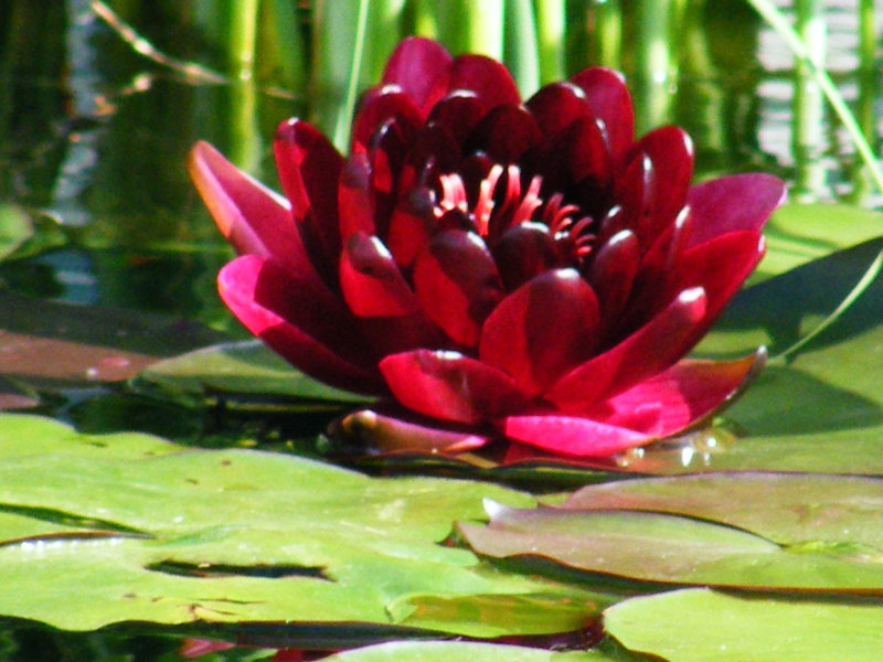 Scarlet Waterlily