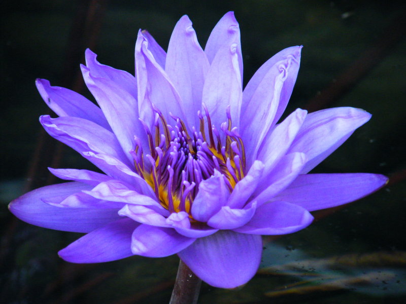 Another Blue Waterlily
