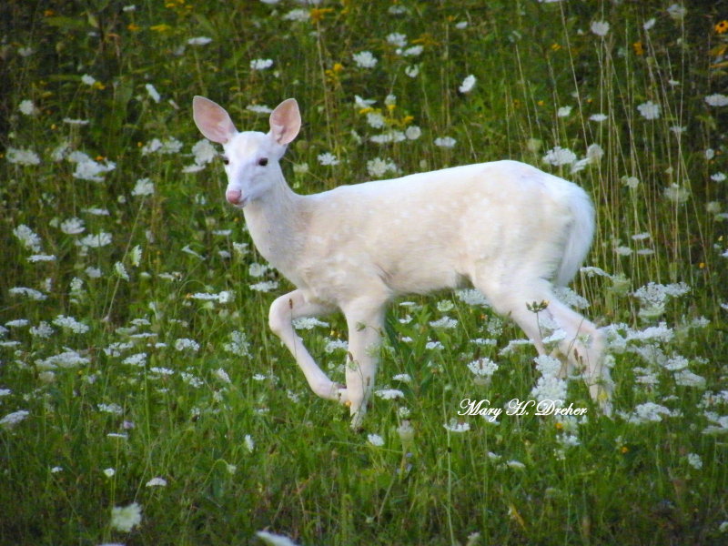 Little White Fawn
