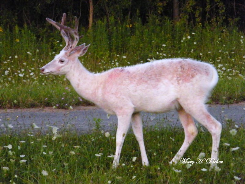 Sunburned Buck