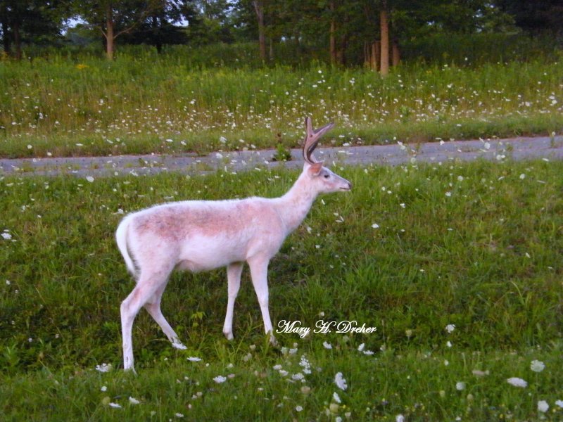 White Buck