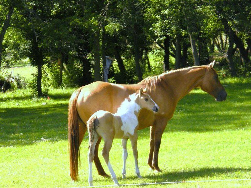 Mare and foal