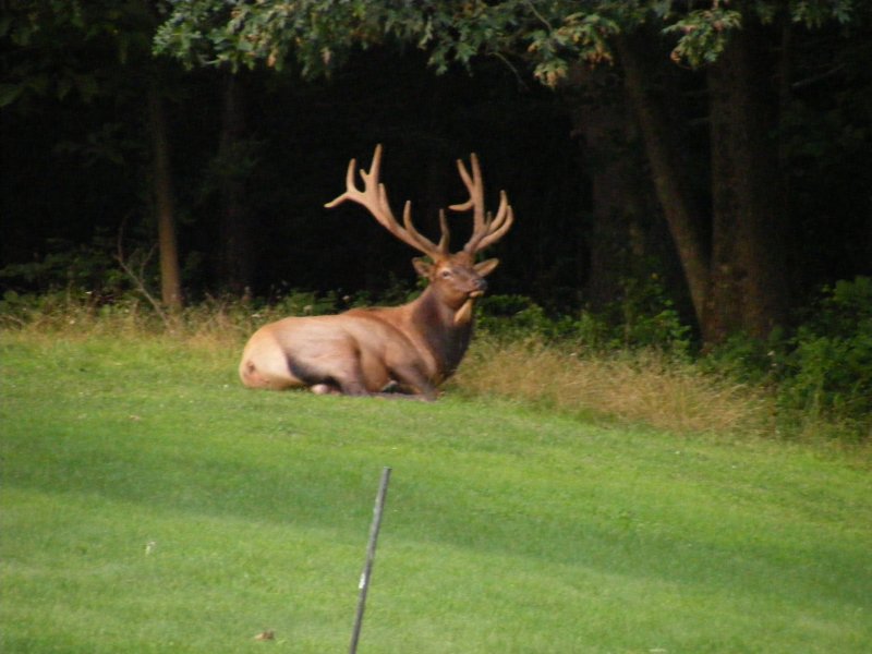 Ltl Freddy the Elk