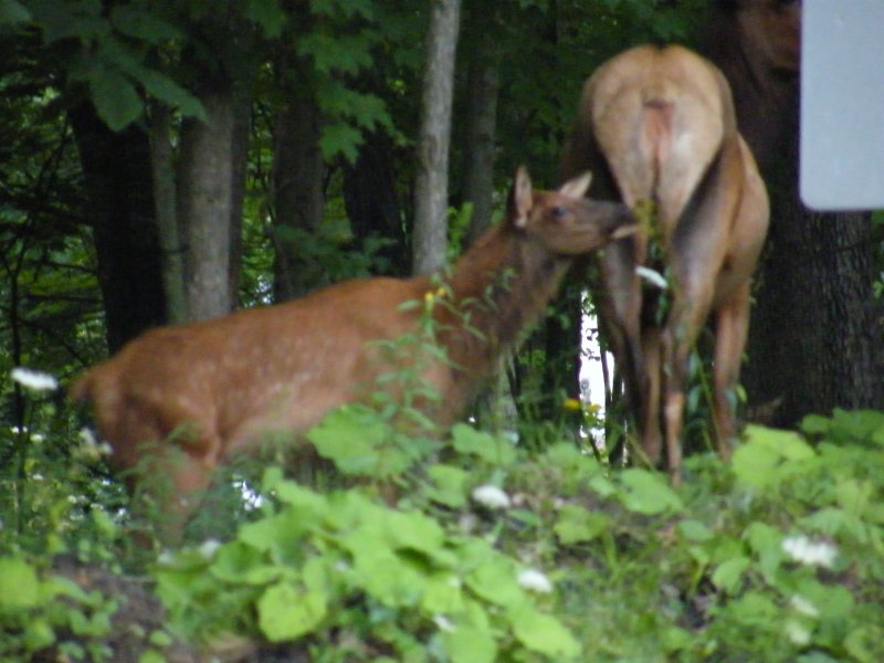 Cow and calf