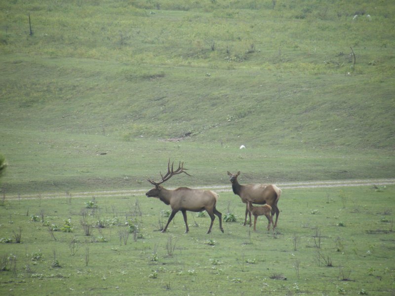 Michigan Elk