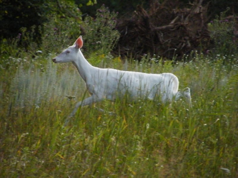 Wisc Deer