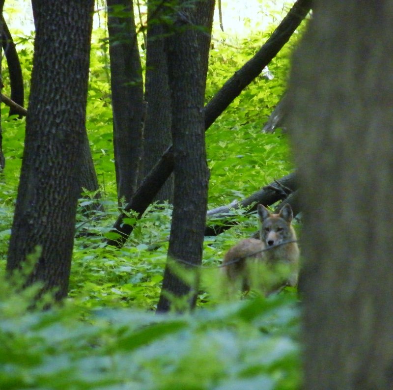 Coyote hunting