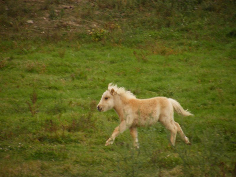 Running colt