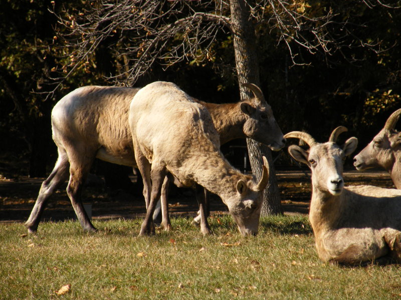 2009_1017Fall0091.JPG