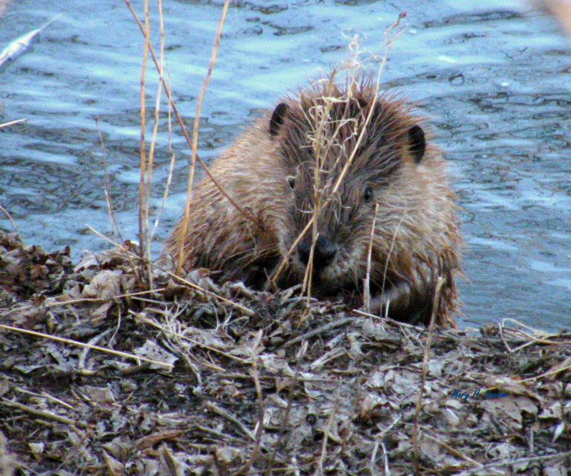 Peeking Beaver