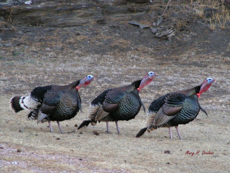 Parade of Gobblers